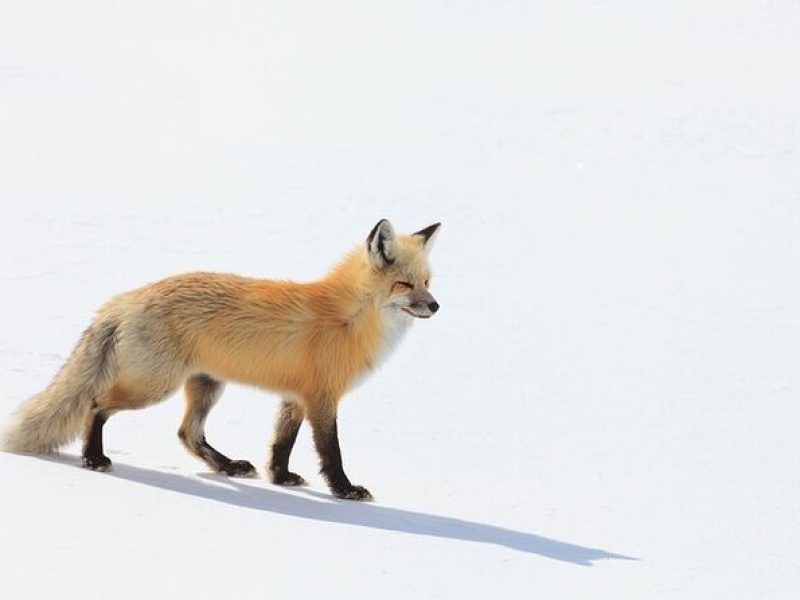 Yellowstone Winter Wildlife Safari From Gardiner