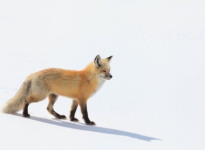 Yellowstone Winter Wildlife Safari from Bozeman