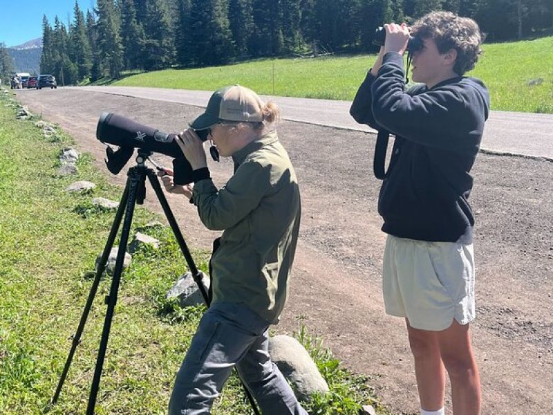 Yellowstone Wildlife Safari in Lamar Valley from Bozeman