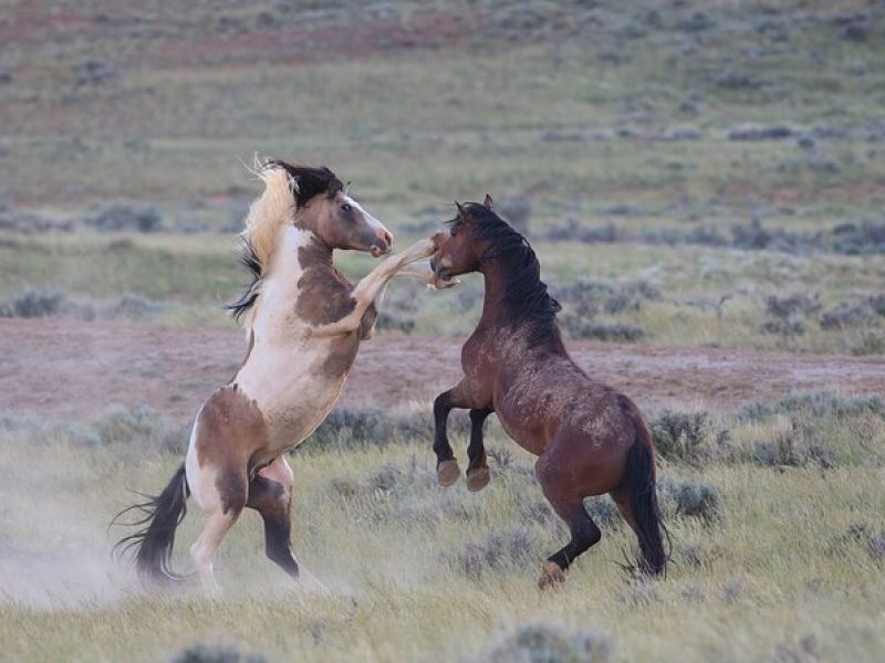 Wild Mustang Half Day Tour – Cody Wyoming – Private