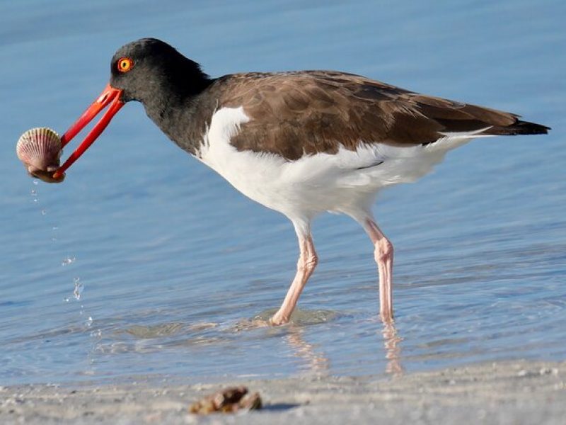 Half-Day Private Bird Tour of Fort De Soto Park in St. Petersburg – 2 person max