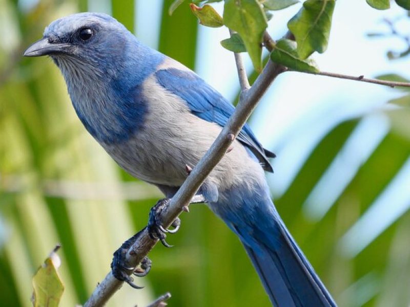 Birding and Wildlife Tour of Florida's Treasure Coast