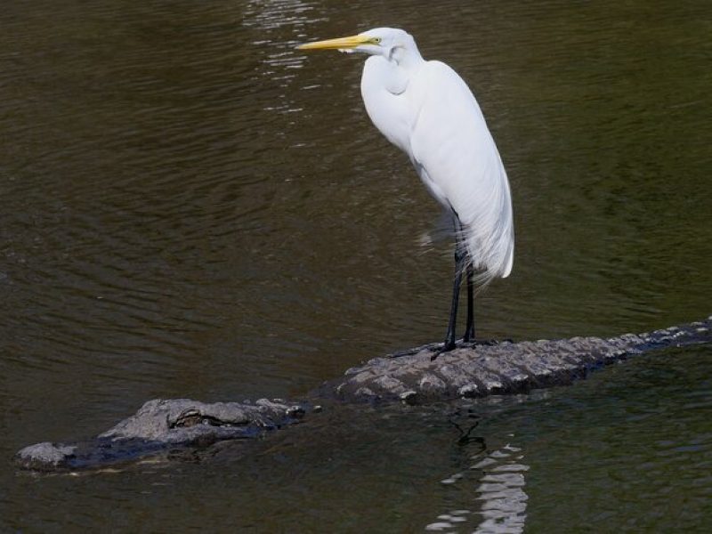 Florida Wildlife Drive Eco Tour with Lunch and Moonshine Tasting