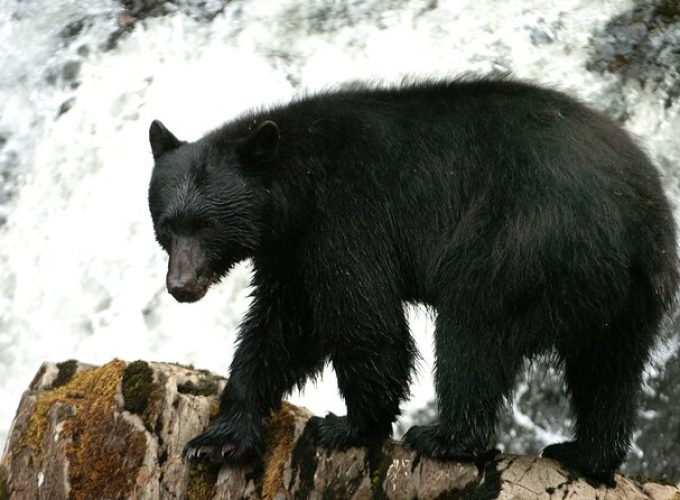 Alaskan Bear Encounter by Land & Sea