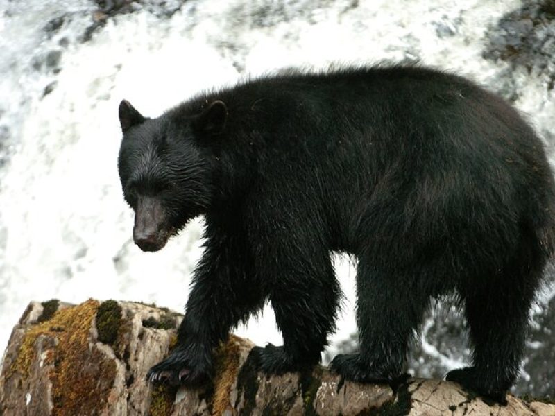 Alaskan Bear Encounter by Land & Sea