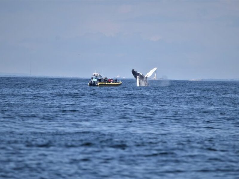 Maine Whale Watching Tour in Portland