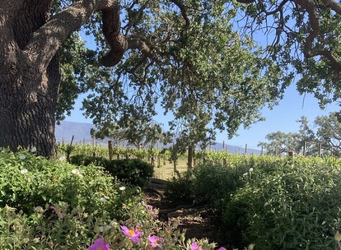 6 hour Private Wine Tour of Santa Barbara County