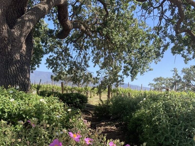 6 hour Private Wine Tour of Santa Barbara County