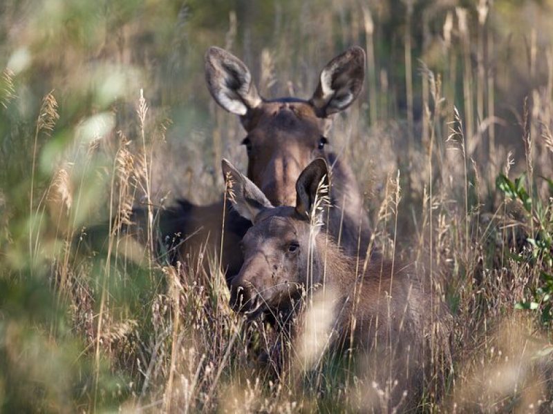 The Premier Wildlife Tours in Rocky Mountain National Park