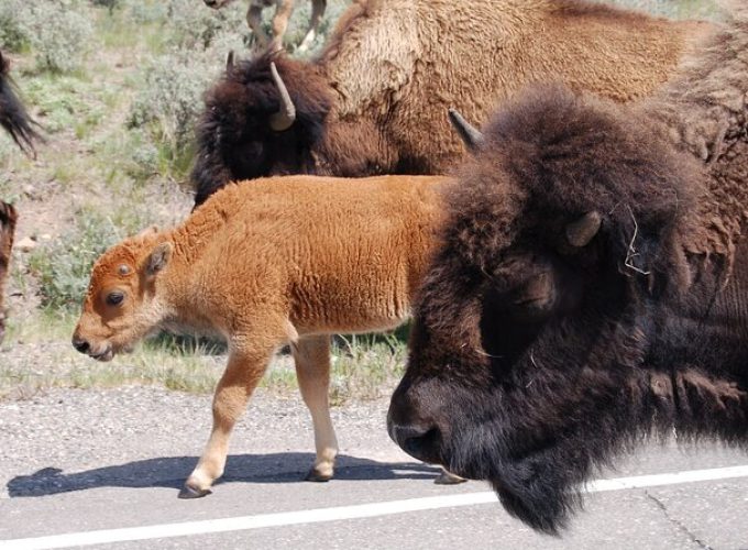 Yellowstone Grand Tour: See All Yellowstone In One Day