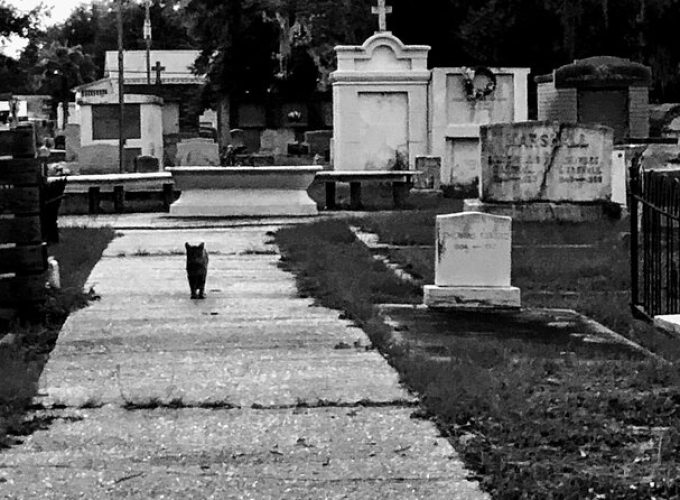 Historic Ghost Cemetery Walking Pub Crawl Of Bay St. Louis