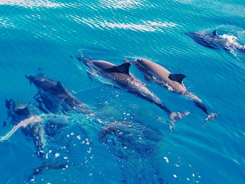 Swim with Dolphins in the West Coast line of Oahu