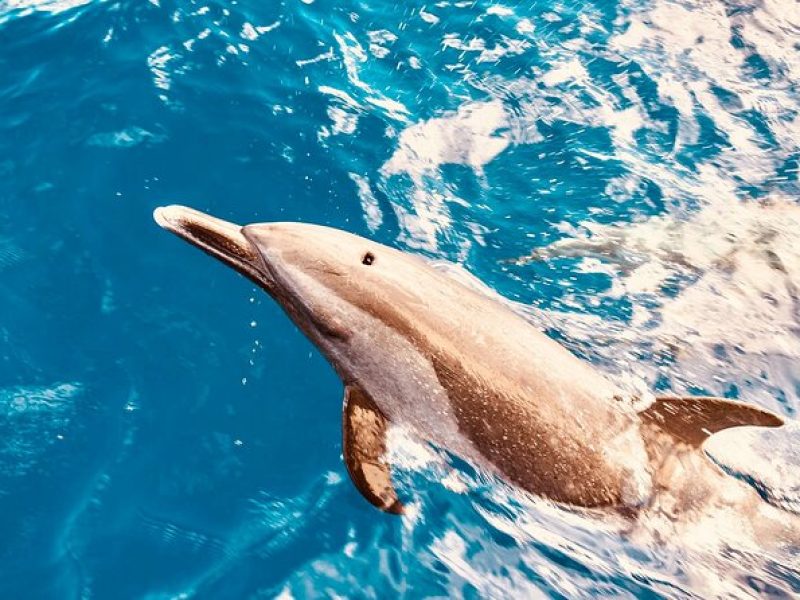 Dolphin Watching & Snorkel in the West Coast line of Oahu