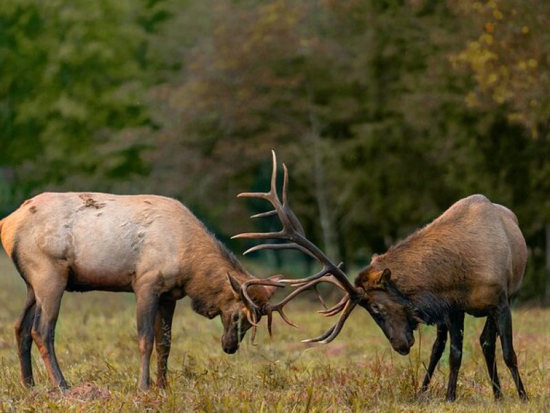 Fall Private Elk Rut Rocky Mountain National Park Tour