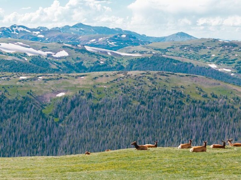 Summer Private Rocky Mountain National Park Driving Tour