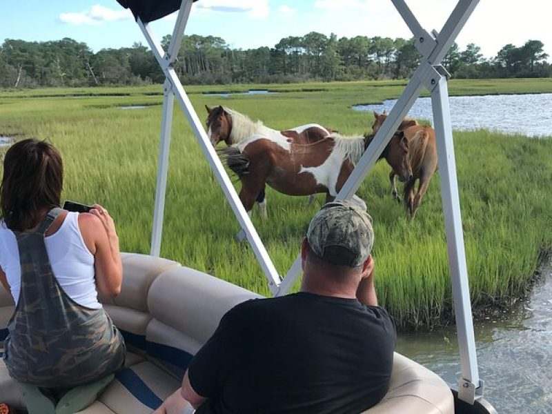 Chincoteague's Up The Bay Pony and Wildlife Tour by Boat