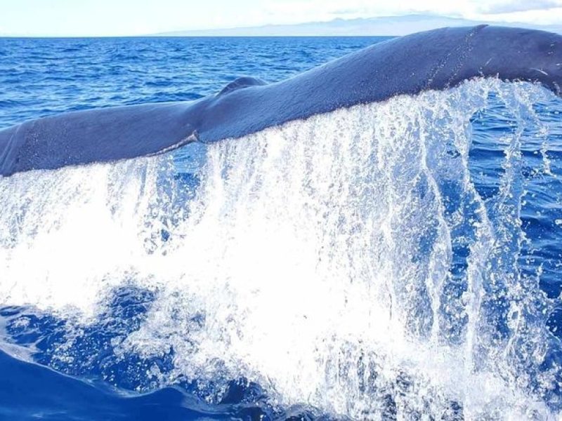 Guaranteed Whale Watch in Kona