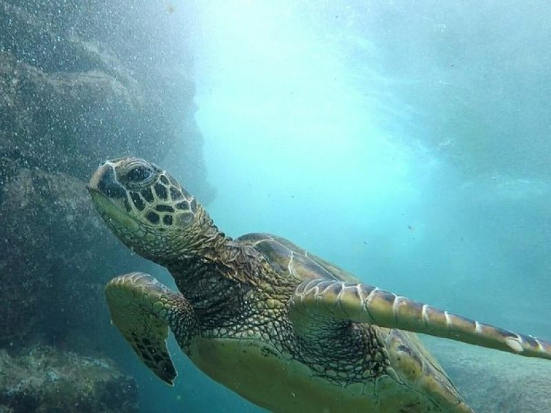 Ultimate Ocean Encounters Midday Snorkel