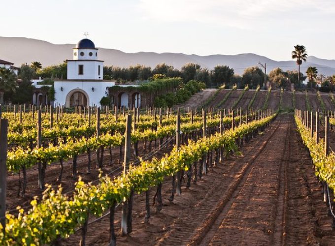 Valle de Guadlaupe Winery and Vineyard Tour from San Diego