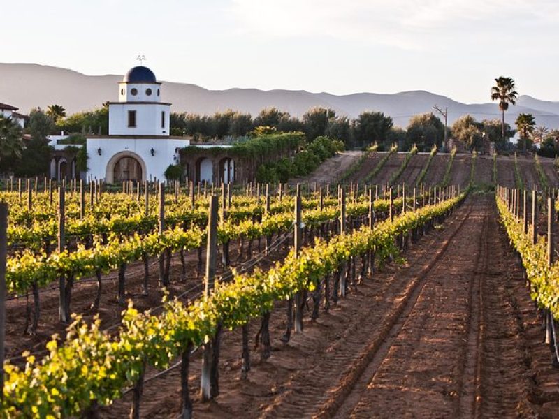 Valle de Guadlaupe Winery and Vineyard Tour from San Diego