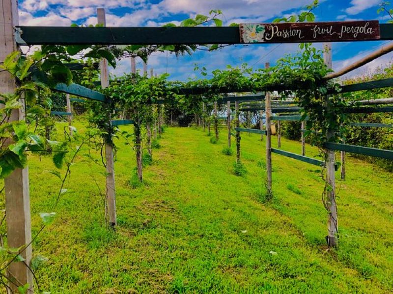 Hamakua Coast Farm Small-Group Walking and Tasting Tour