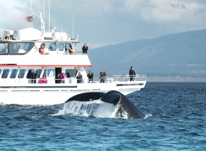 Whale Watching from Friday Harbor