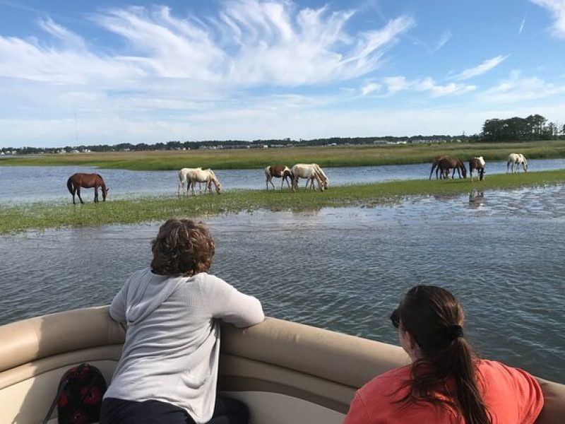 Grand Boat Tour around Chincoteague and Assateague Islands