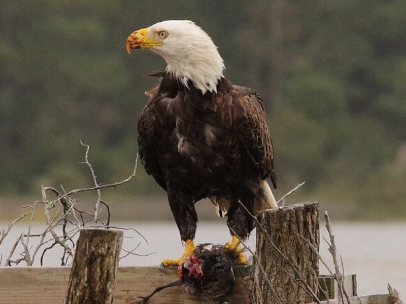 Chincoteague and Assateague Birdwatching Boat Tour