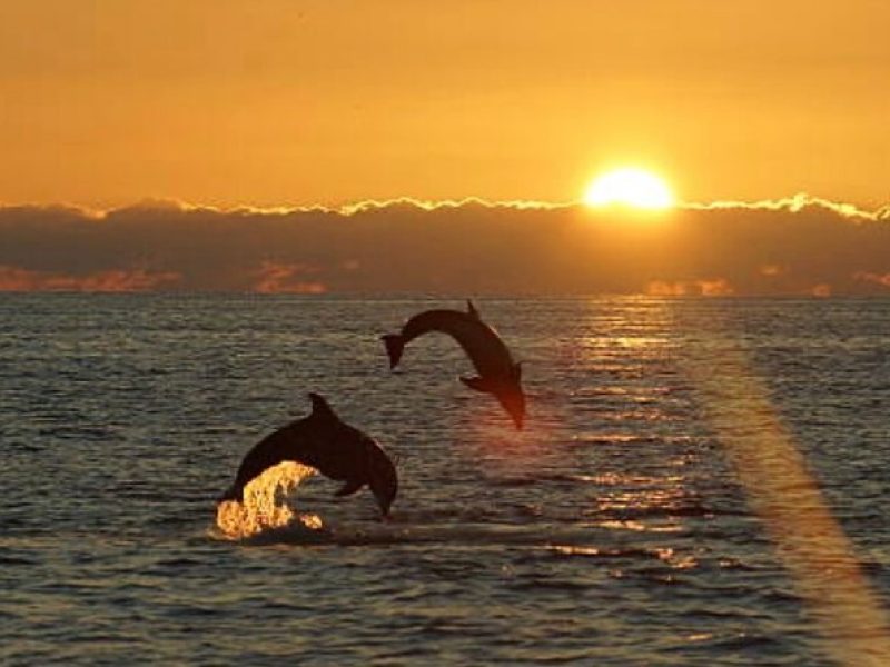 Chincoteague Dolphin Watching Boat Tour