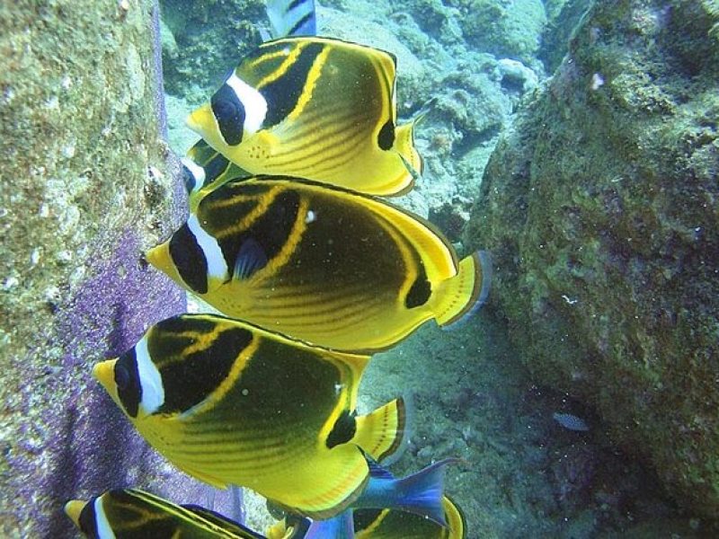 2-Hour Snorkeling Adventure in Kauai