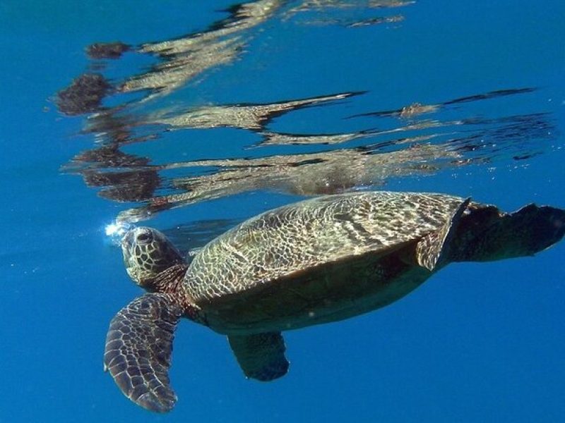 Private Group Snorkel Adventure on Tropical Reef with Sea Turtles