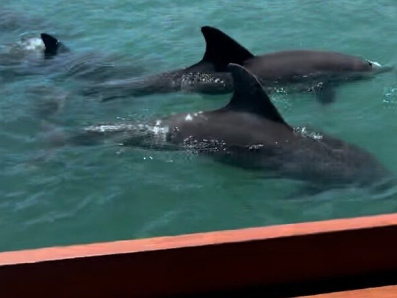 Sandbar & Island Hopping with Dolphins in Madeira Beach