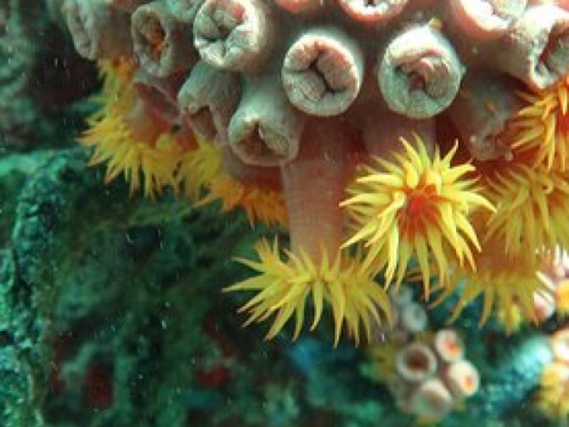 Atlantic Ocean Snorkeling Experience