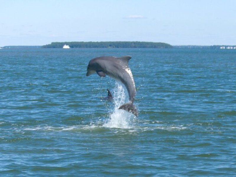 90-Minute Private Dolphin Tour in Hilton Head Island