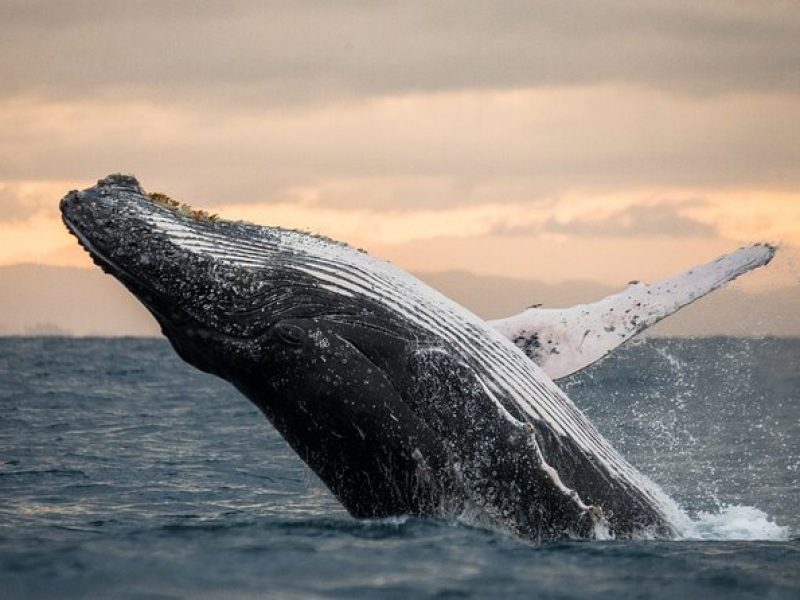 Winter Whale Watching Adventure in Kauai