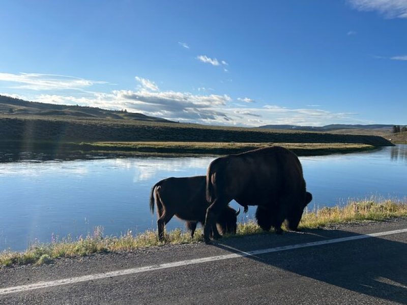 Guided Lower Loop of Yellowstone Tour from Cody, WY