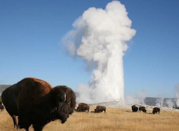 Full-Day Guided Yellowstone Day Tour