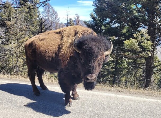 Guided Upper Loop of Yellowstone Tour from Cody, WY