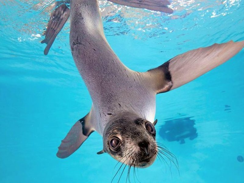 New England Aquarium Admission Ticket in Boston