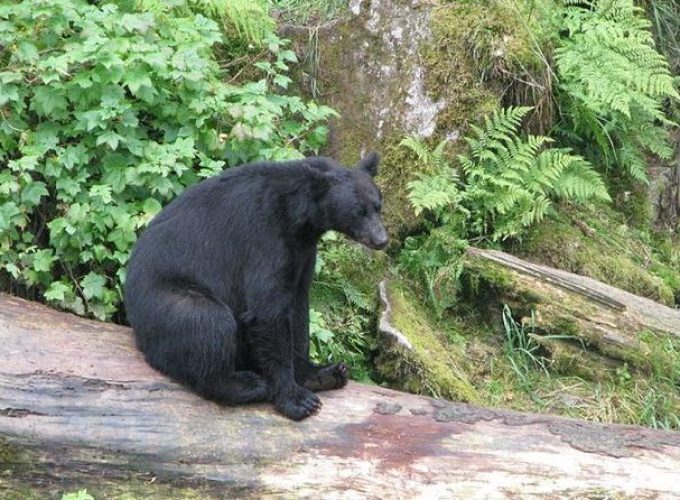 Prince of Wales Island Bear-Viewing Tour By Air From Ketchikan