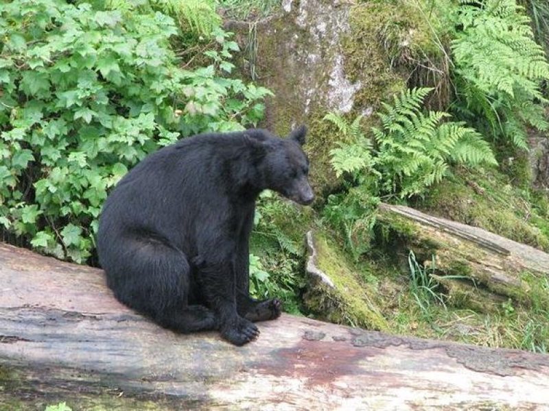 Prince of Wales Island Bear-Viewing Tour By Air From Ketchikan