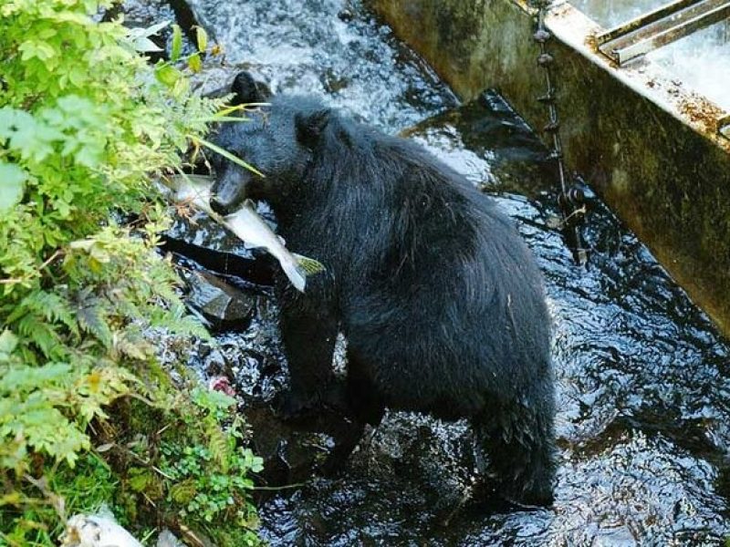 Traitors Cove Bear Viewing in Ketchikan, Alaska