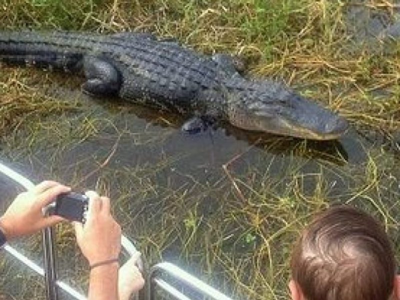 Central Florida Everglades Airboat Tour from Orlando