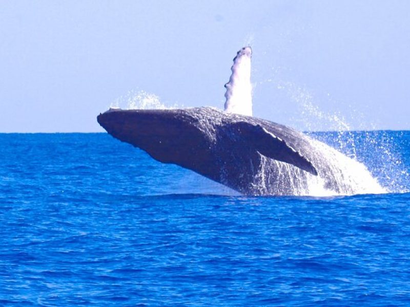 Kauai's Ultimate WEST SIDE Whale & Dolphin Zodiac Boat Adventure