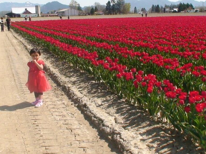 Tulip Festival at Skagit Valley ,La Conner and Deception Pass