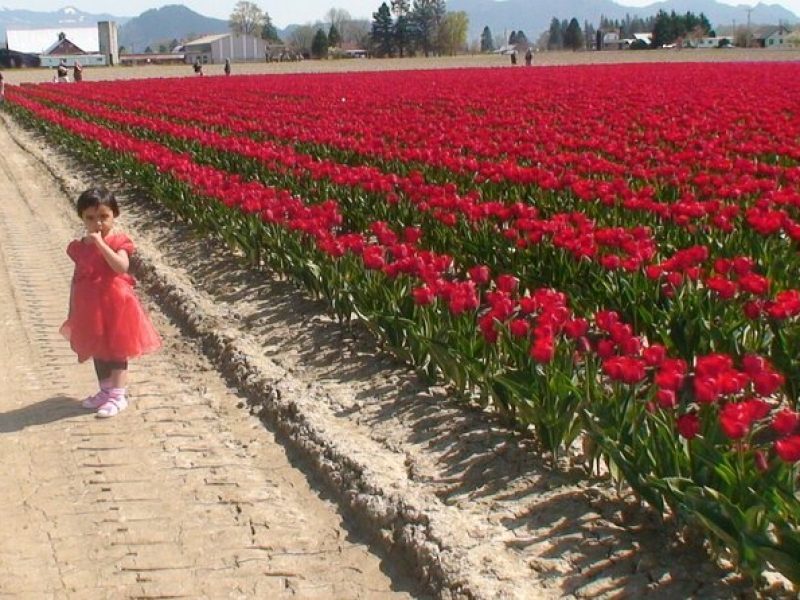 TULIP Festival @ Skagit Valley, La Conner & Deception Pass in SUV