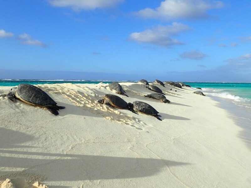 Private Circle Island Tour Across Oahu Paradise