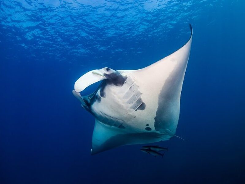 Sunset Cruise & Manta Night Snorkeling Charter