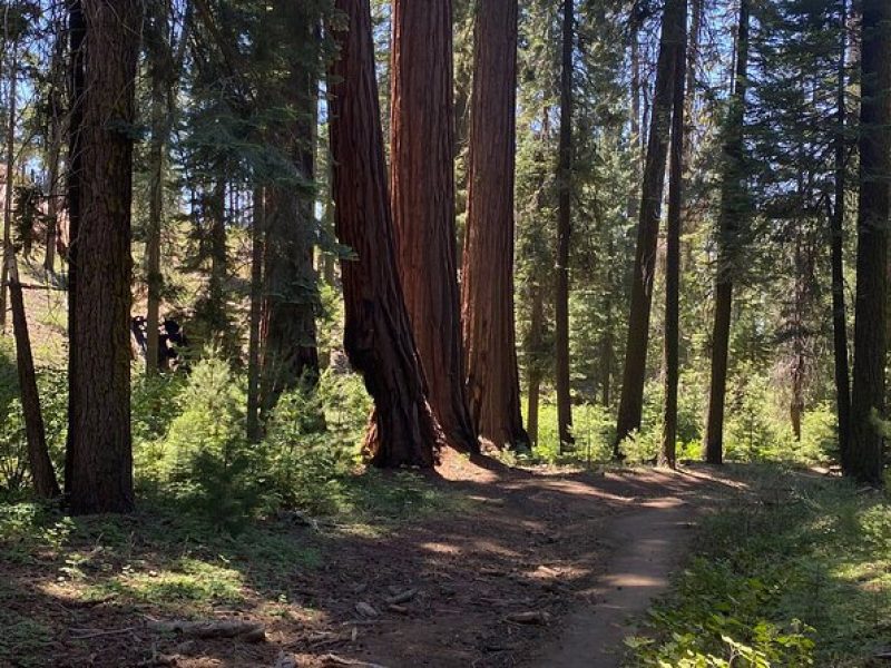 Day Tour to Kings Canyon National Park