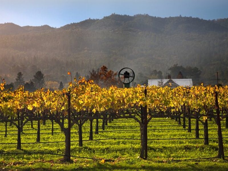 Full-Day Private Amador County Wine Tour from San Francisco